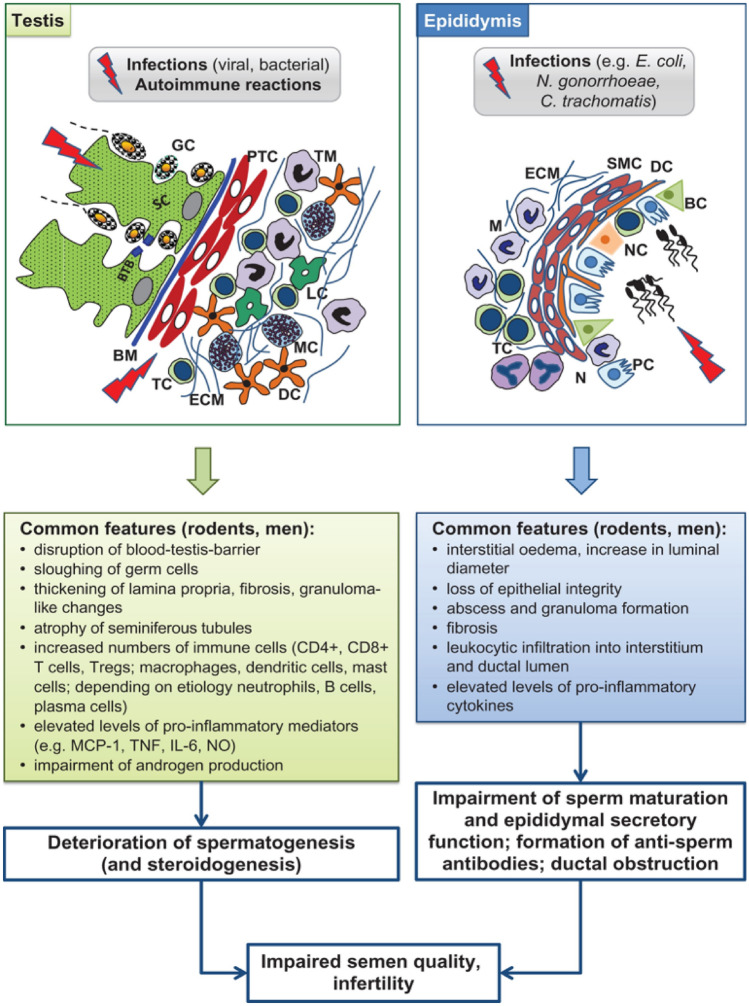 The potential impact of COVID-19 on male reproductive health.