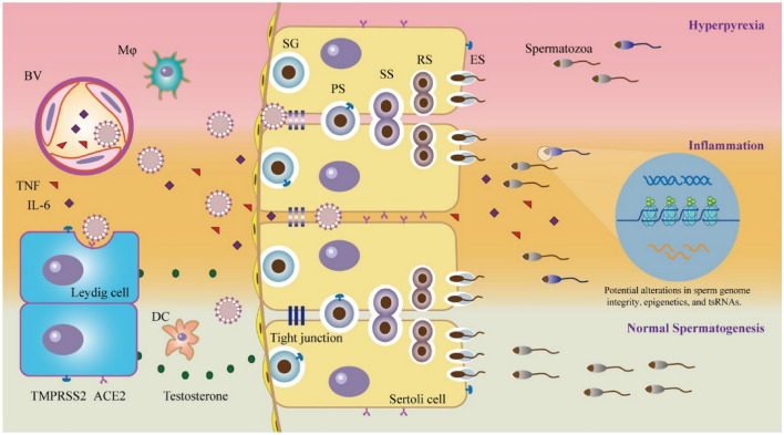 The potential impact of COVID-19 on male reproductive health.