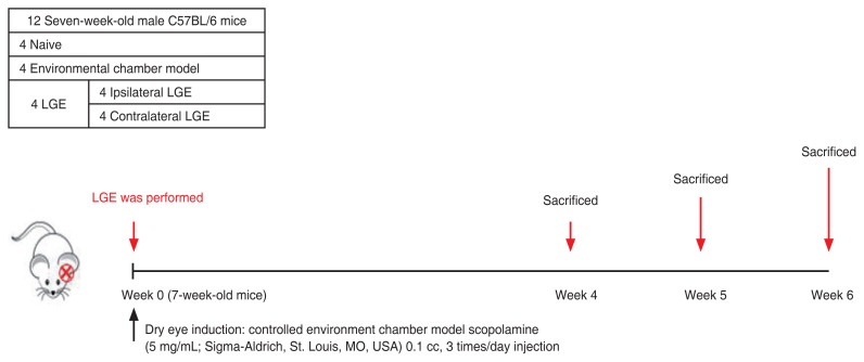 Impact of Lacrimal Gland Extraction on the Contralateral Eye in an Animal Model for Dry Eye Disease.