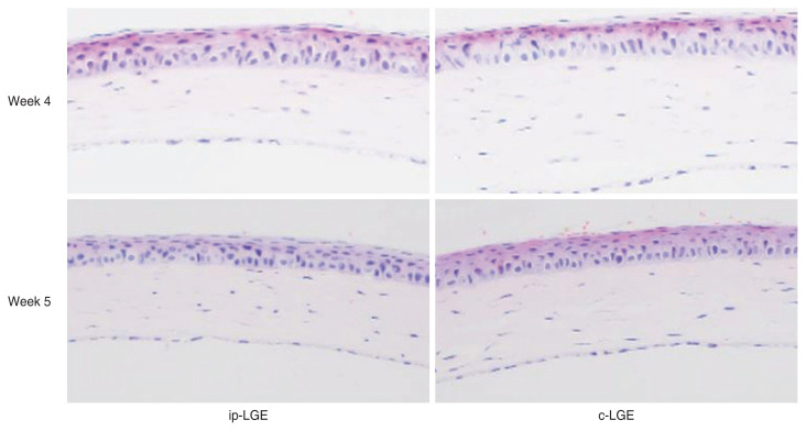 Impact of Lacrimal Gland Extraction on the Contralateral Eye in an Animal Model for Dry Eye Disease.