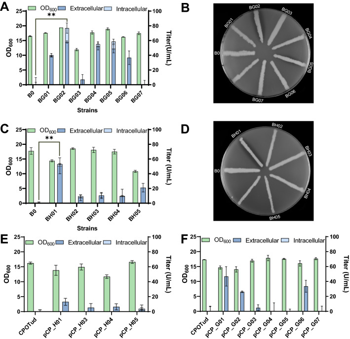 Secretion of collagenases by Saccharomyces cerevisiae for collagen degradation.