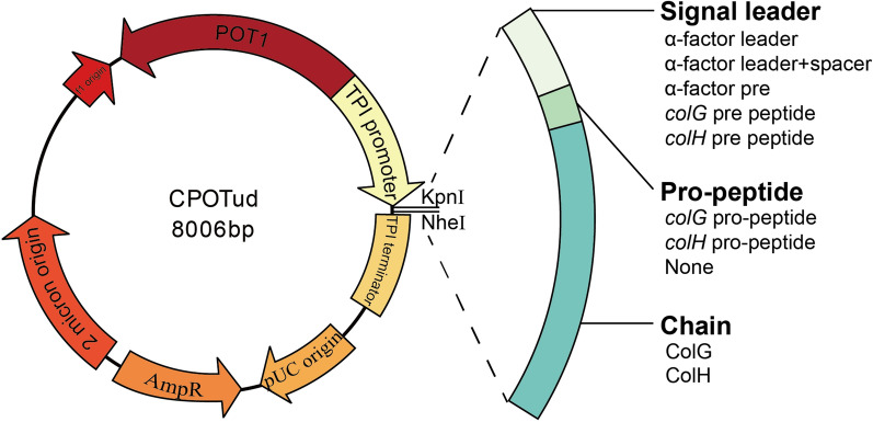 Secretion of collagenases by Saccharomyces cerevisiae for collagen degradation.