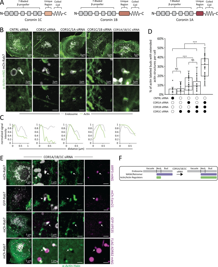 Coronin 1C restricts endosomal branched actin to organize ER contact and endosome fission.