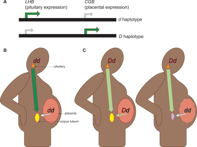 Selfish evolution of placental hormones.