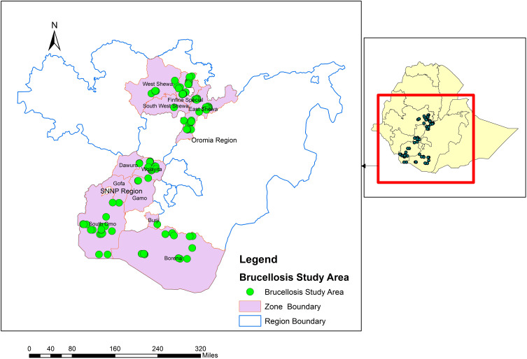 Animal Brucellosis: Seropositivity rates, Isolation and Molecular Detection in Southern and Central Ethiopia.