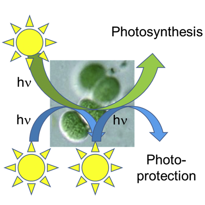 Is orange carotenoid protein photoactivation a single-photon process?