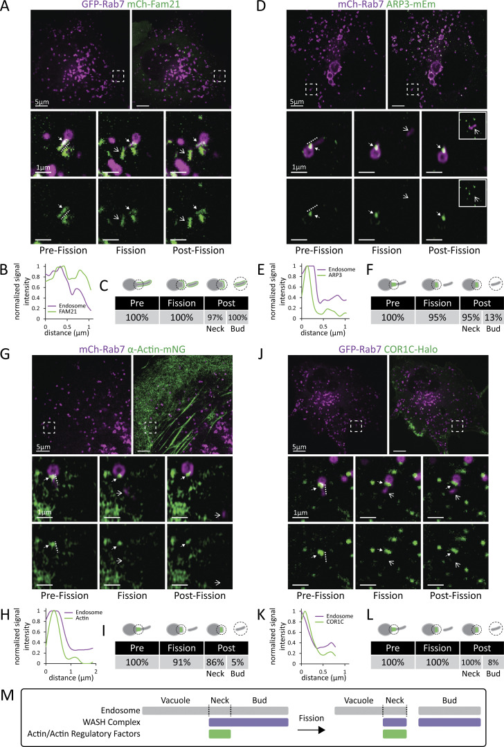 Coronin 1C restricts endosomal branched actin to organize ER contact and endosome fission.