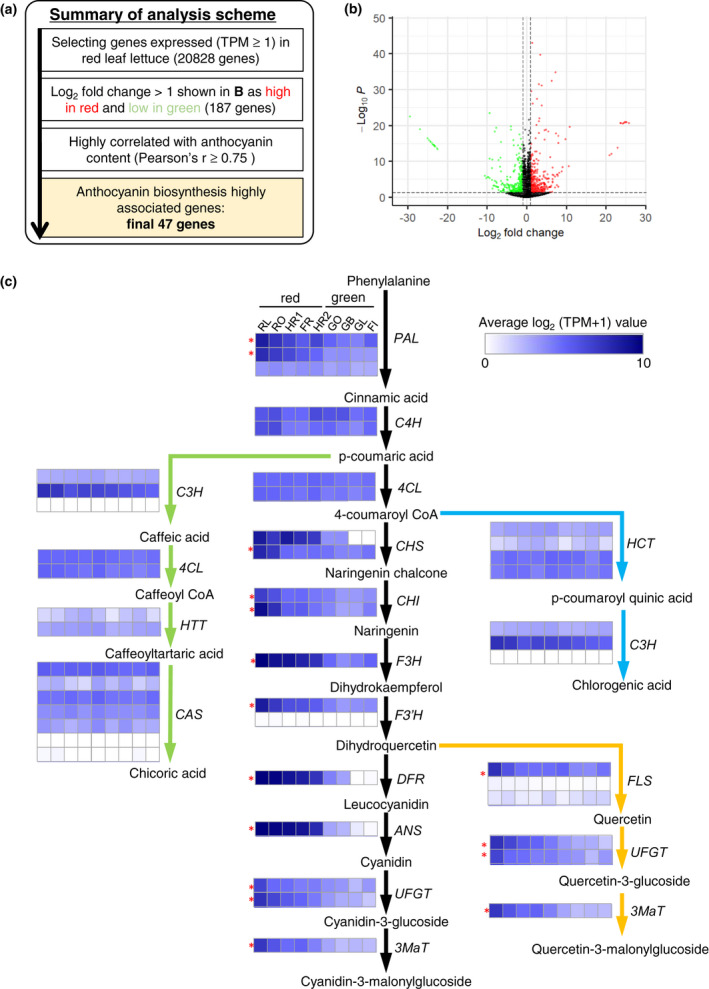 Genetic effects of <i>Red Lettuce Leaf</i> genes on red coloration in leaf lettuce under artificial lighting conditions.