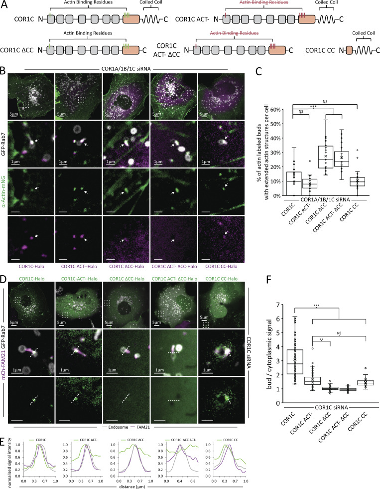 Coronin 1C restricts endosomal branched actin to organize ER contact and endosome fission.