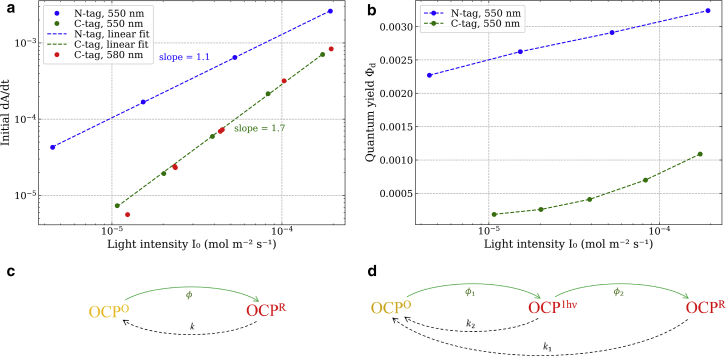 Is orange carotenoid protein photoactivation a single-photon process?