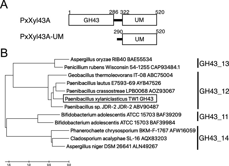 Characterization of a GH Family 43 β-Xylosidase Having a Novel Carbohydrate-binding Module from <i>Paenibacillus xylaniclasticus</i> Strain TW1.