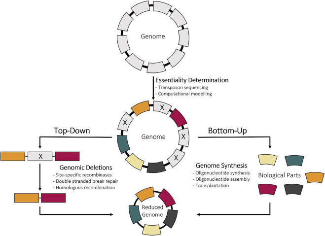 Bacterial genome reductions: Tools, applications, and challenges.