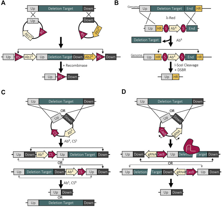 Bacterial genome reductions: Tools, applications, and challenges.