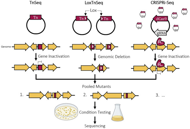 Bacterial genome reductions: Tools, applications, and challenges.