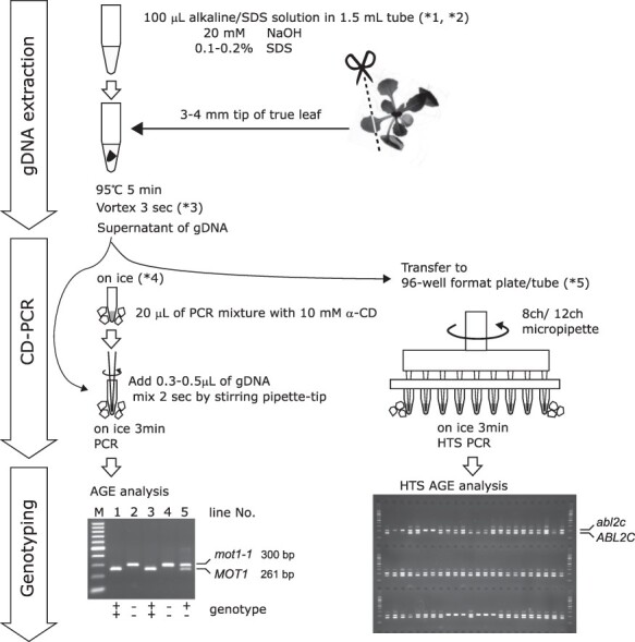 Letter to the Editor: Speedy Plant Genotyping by SDS-Tolerant Cyclodextrin-PCR.