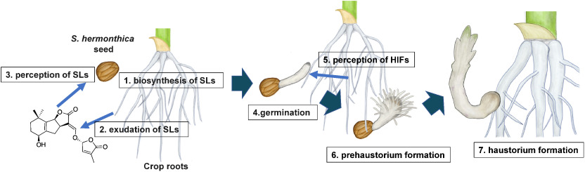 Emerging technologies for the chemical control of root parasitic weeds.