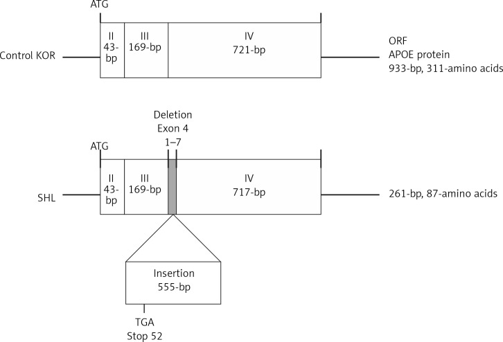 An insertion mutation in the <i>Apoe</i> gene associated with spontaneous hyperlipidemia in mice.