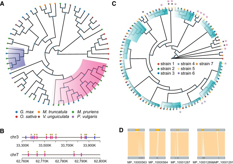 Chromosomal-level genome of velvet bean (Mucuna pruriens) provides resources for L-DOPA synthetic research and development.