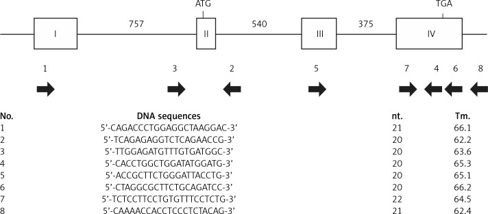 An insertion mutation in the <i>Apoe</i> gene associated with spontaneous hyperlipidemia in mice.