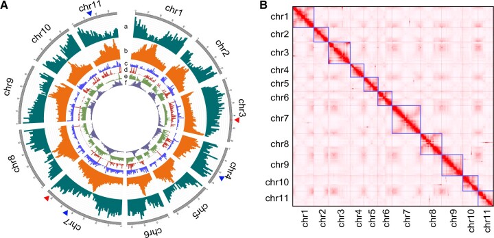 Chromosomal-level genome of velvet bean (Mucuna pruriens) provides resources for L-DOPA synthetic research and development.
