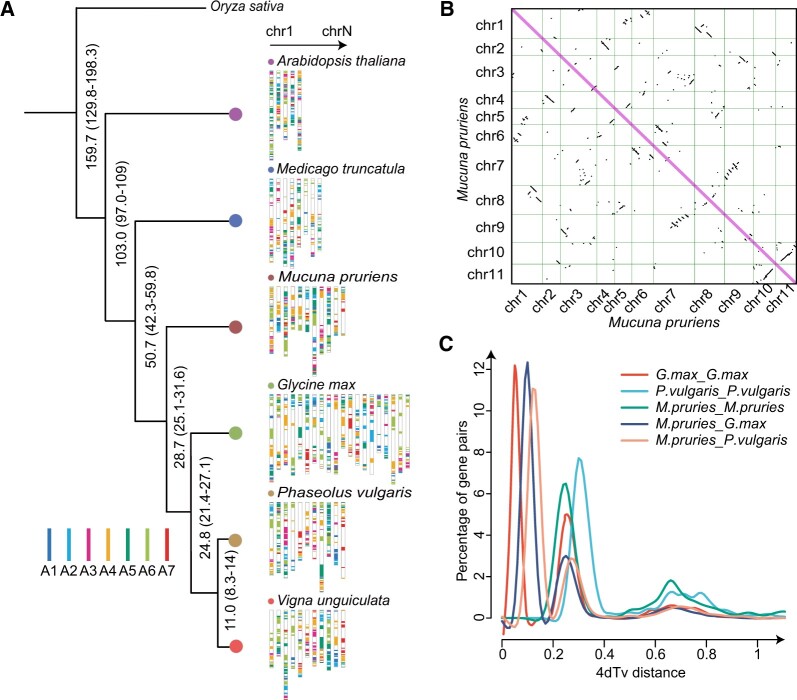Chromosomal-level genome of velvet bean (Mucuna pruriens) provides resources for L-DOPA synthetic research and development.