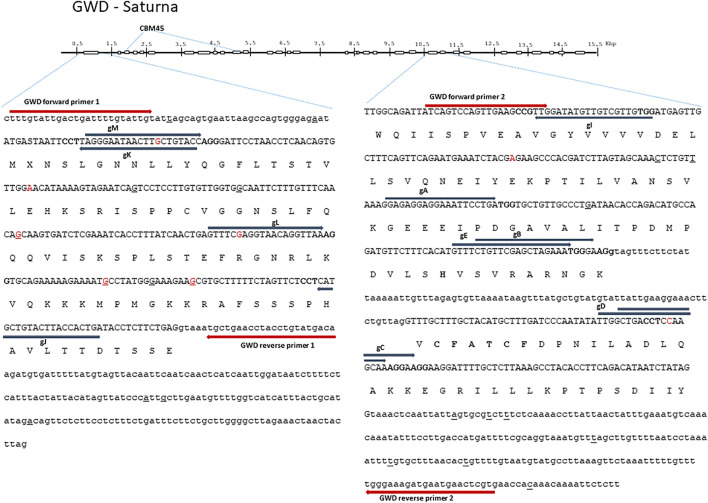 Corrigendum: Strategies for Efficient Gene Editing in Protoplasts of <i>Solanum tuberosum</i> Theme: Determining gRNA Efficiency Design by Utilizing Protoplast (Research).