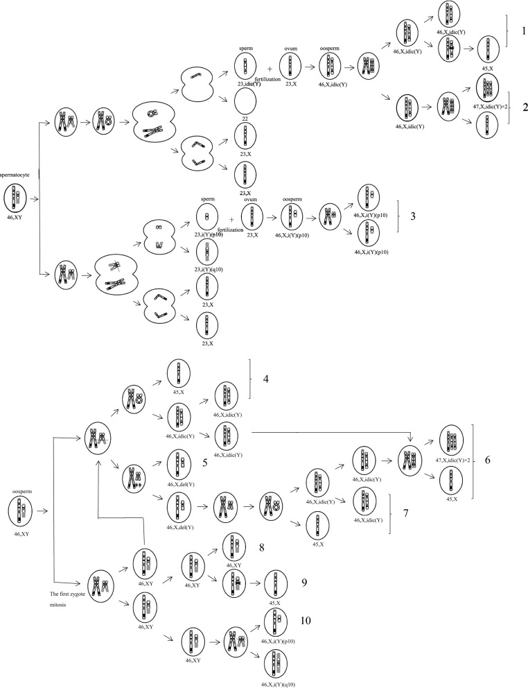 Clinical and molecular cytogenetic findings and pregnancy outcomes of fetuses with isochromosome Y.