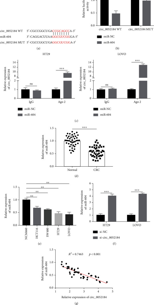 circ_0052184 Promotes Colorectal Cancer Progression via Targeting miR-604/HOXA9 Axis.