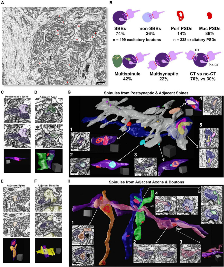 Synaptic spinules are reliable indicators of excitatory presynaptic bouton size and strength and are ubiquitous components of excitatory synapses in CA1 hippocampus.