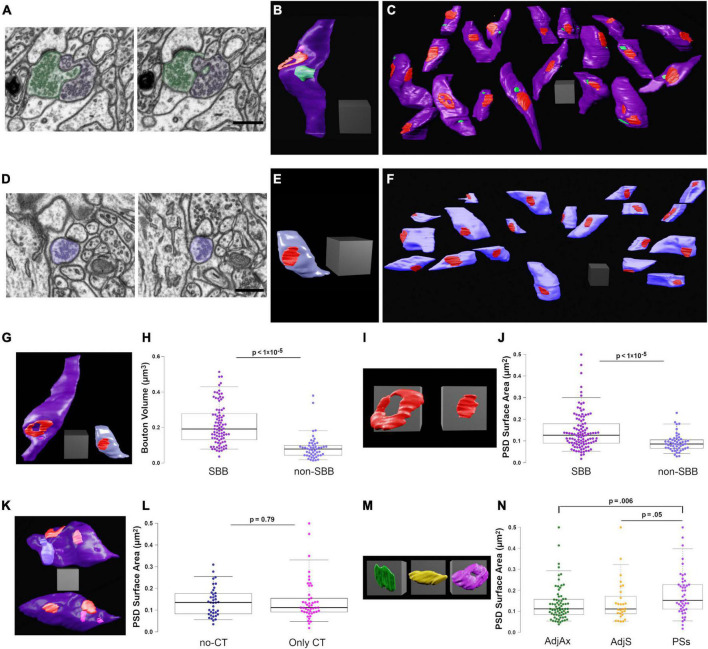 Synaptic spinules are reliable indicators of excitatory presynaptic bouton size and strength and are ubiquitous components of excitatory synapses in CA1 hippocampus.