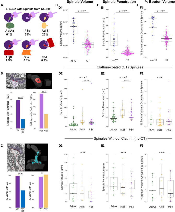 Synaptic spinules are reliable indicators of excitatory presynaptic bouton size and strength and are ubiquitous components of excitatory synapses in CA1 hippocampus.