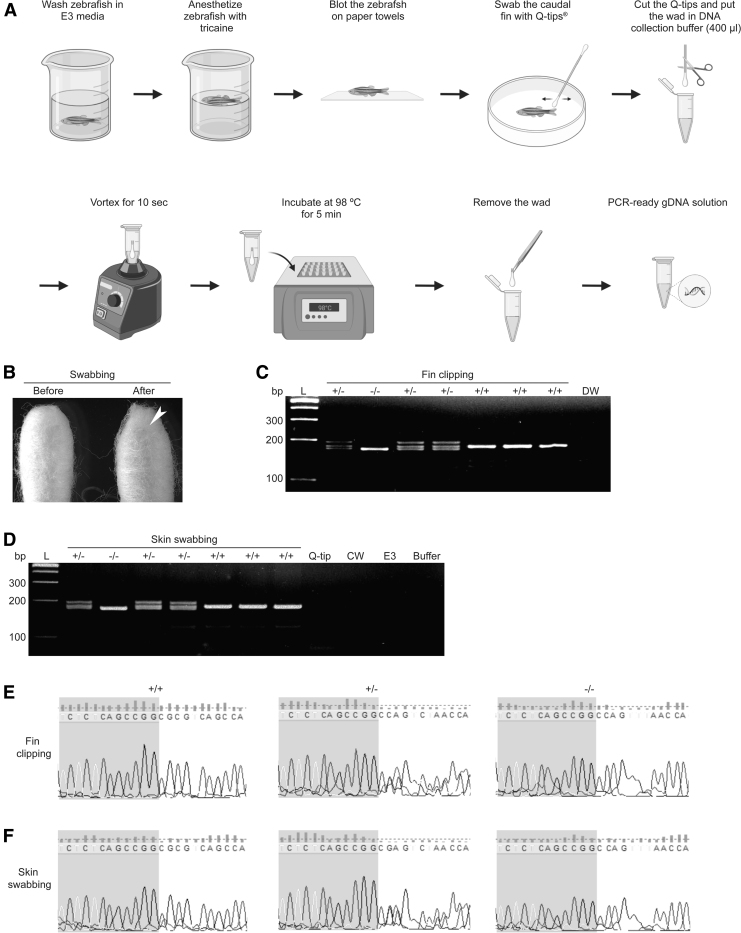 A Rapid and Noninvasive Method That Extracts Polymerase Chain Reaction-Ready Genomic DNA from Adult Zebrafish.