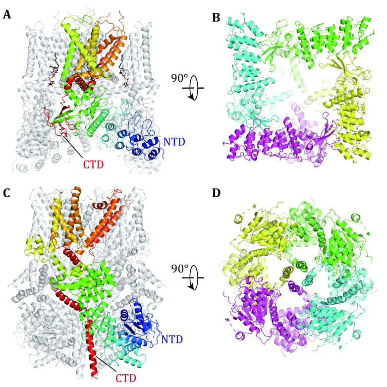 Two-state model explaining thermodynamic regulation of thermo-gating channels.