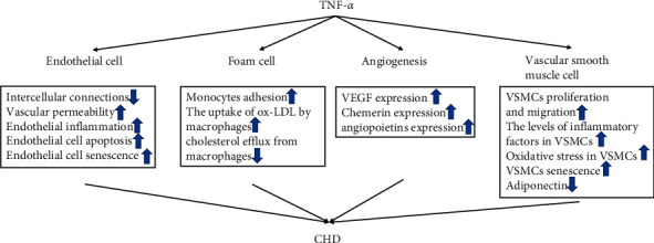 The Effect of TNF-<i>α</i> on CHD and the Relationship between TNF-<i>α</i> Antagonist and CHD in Rheumatoid Arthritis: A Systematic Review.