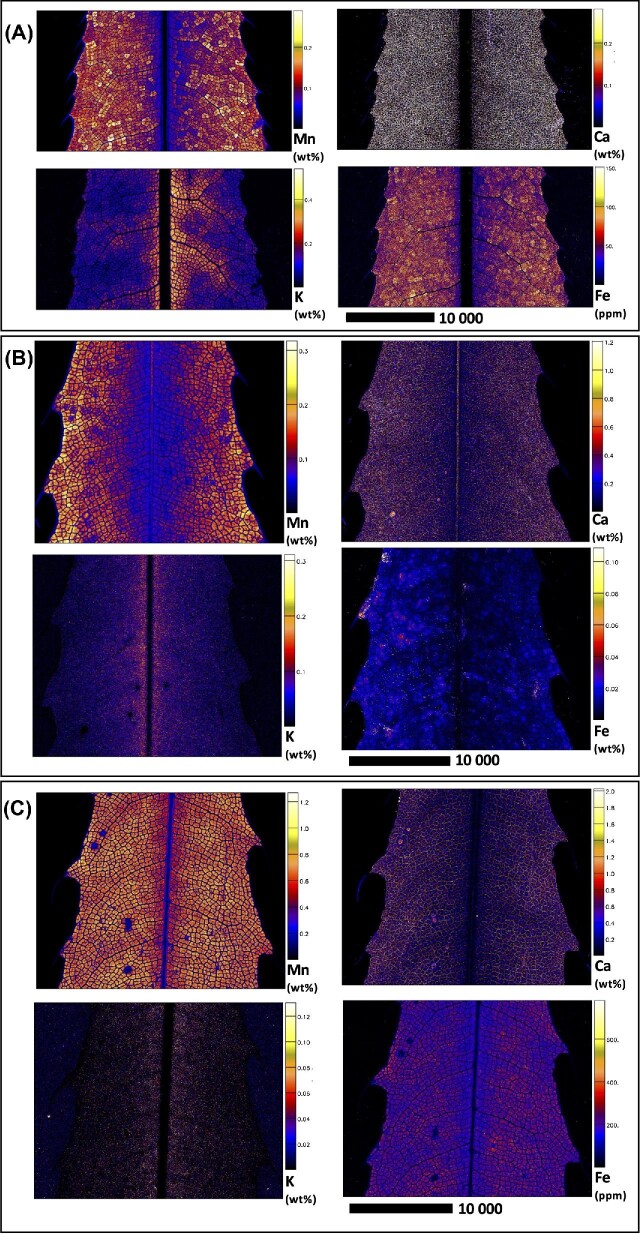 Cellular-level distribution of manganese in Macadamia integrifolia, M. ternifolia, and M. tetraphylla from Australia.