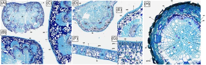 Cellular-level distribution of manganese in Macadamia integrifolia, M. ternifolia, and M. tetraphylla from Australia.