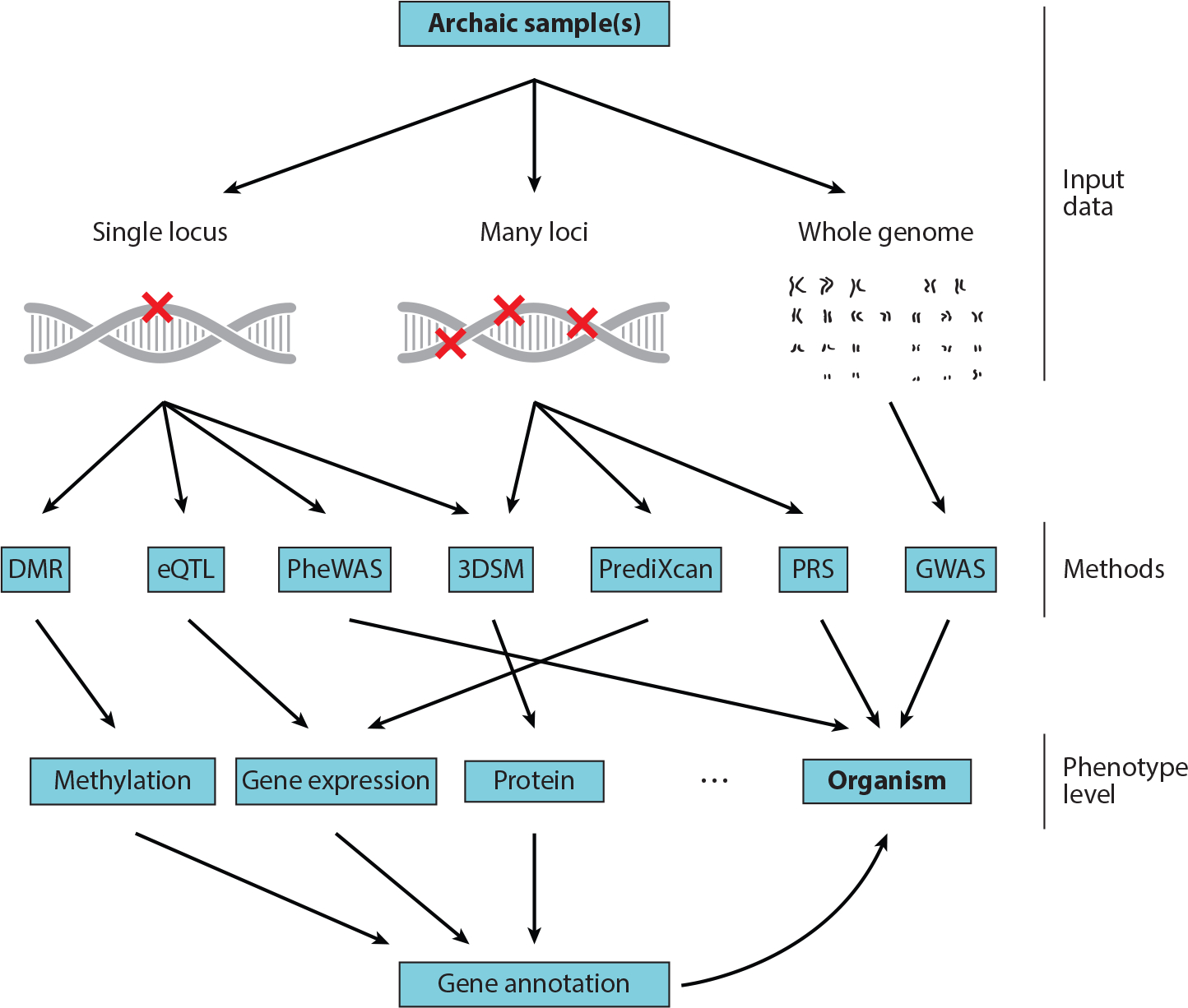 Predicting Archaic Hominin Phenotypes from Genomic Data.