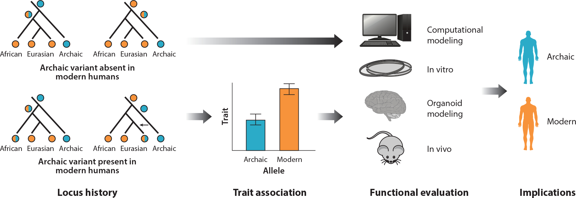 Predicting Archaic Hominin Phenotypes from Genomic Data.