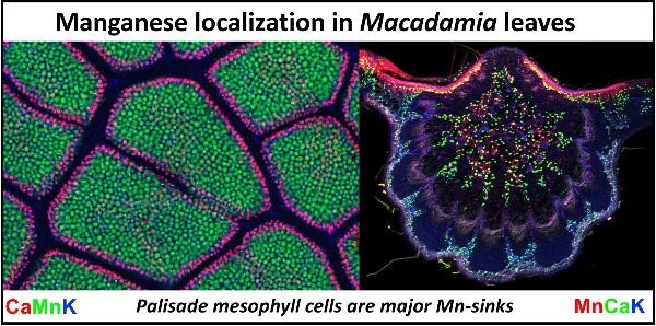 Cellular-level distribution of manganese in Macadamia integrifolia, M. ternifolia, and M. tetraphylla from Australia.