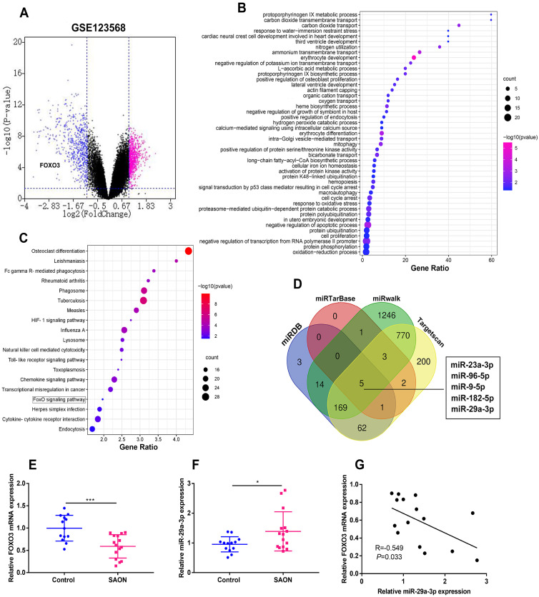 MiR-29a-3p Inhibits Proliferation and Osteogenic Differentiation of Human Bone Marrow Mesenchymal Stem Cells via Targeting FOXO3 and Repressing Wnt/<i>β</i>-Catenin Signaling in Steroid-Associated Osteonecrosis.