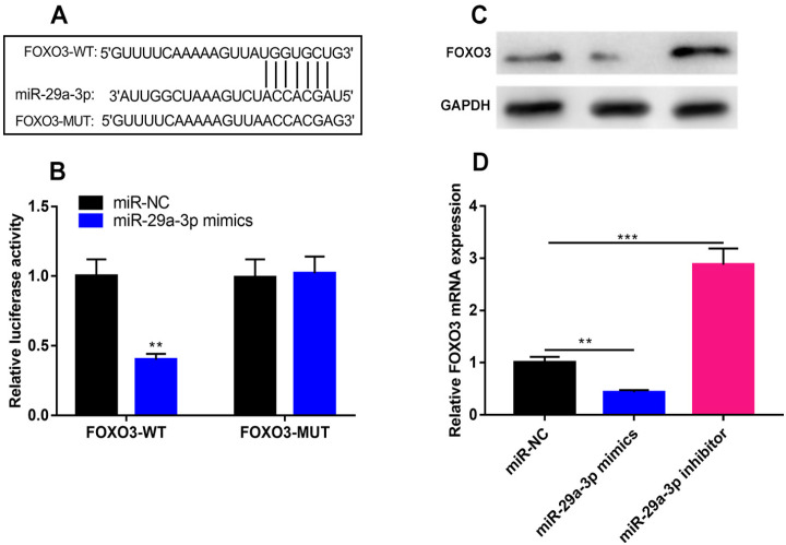 MiR-29a-3p Inhibits Proliferation and Osteogenic Differentiation of Human Bone Marrow Mesenchymal Stem Cells via Targeting FOXO3 and Repressing Wnt/<i>β</i>-Catenin Signaling in Steroid-Associated Osteonecrosis.