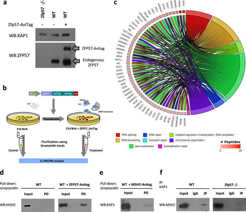 The mismatch-repair proteins MSH2 and MSH6 interact with the imprinting control regions through the ZFP57-KAP1 complex.