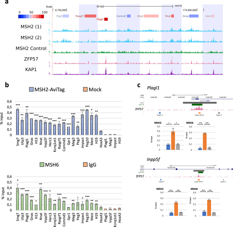 The mismatch-repair proteins MSH2 and MSH6 interact with the imprinting control regions through the ZFP57-KAP1 complex.