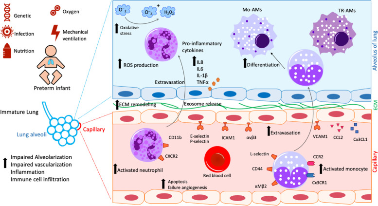 Association of immune cell recruitment and BPD development.