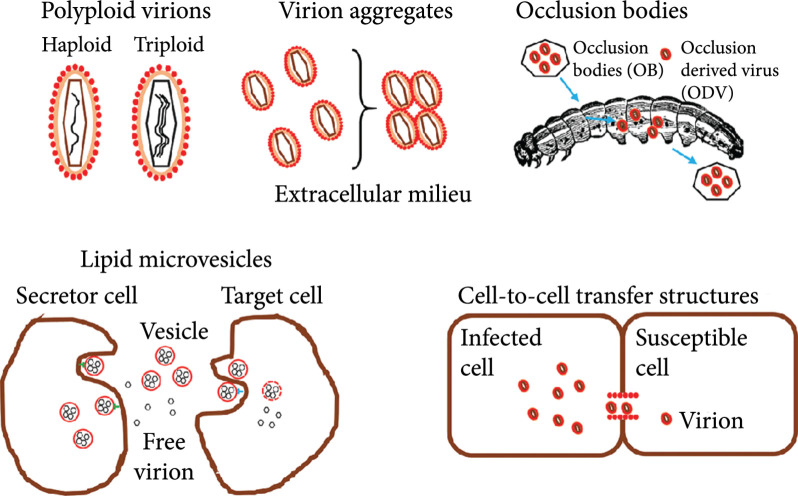 Cooperative Virus-Virus Interactions: An Evolutionary Perspective.