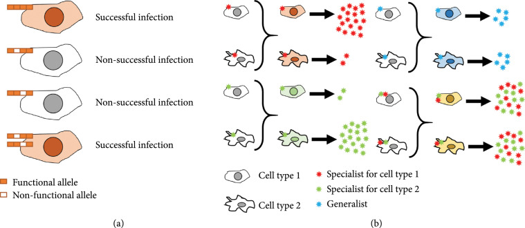 Cooperative Virus-Virus Interactions: An Evolutionary Perspective.