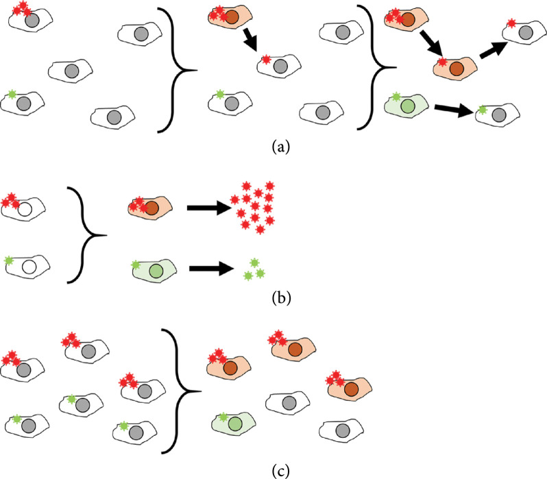 Cooperative Virus-Virus Interactions: An Evolutionary Perspective.