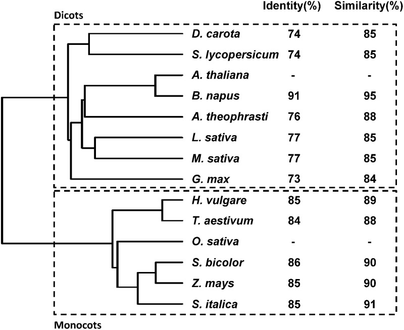 Development of a rice herbicide, fenquinotrione.