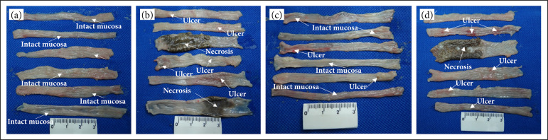 Treatment of colitis by oral negatively charged nanostructured curcumin in rats.