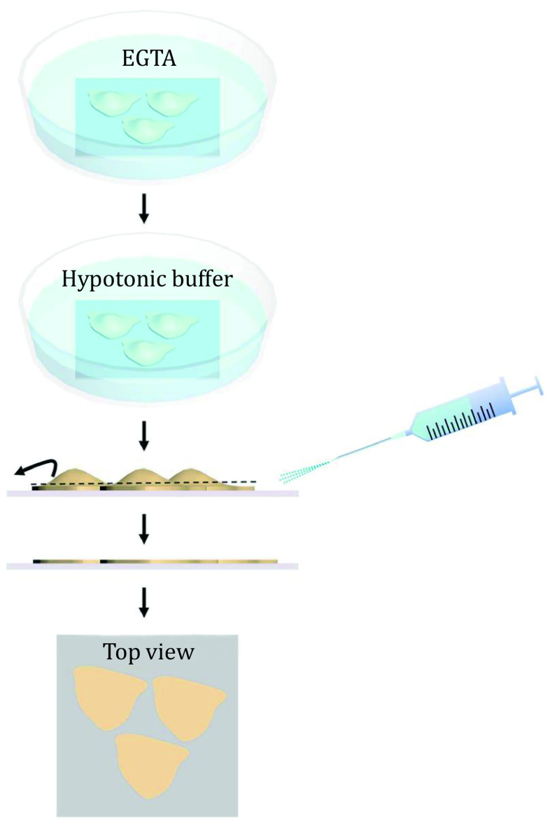 Cell membrane sample preparation method of combined AFM and dSTORM analysis.